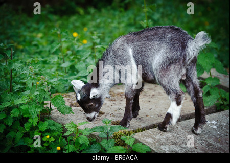 2 month old pygmy goat at play Stock Photo