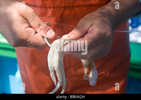 A fisherman attaching a whole squid as bait to a hook in surface longline fishing in the Mediterranean Sea. Stock Photo
