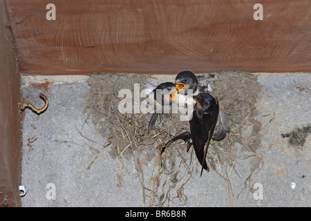 Adult Swallow Hirundo rustica Feeding its Young at the Nest United Kingdom Stock Photo