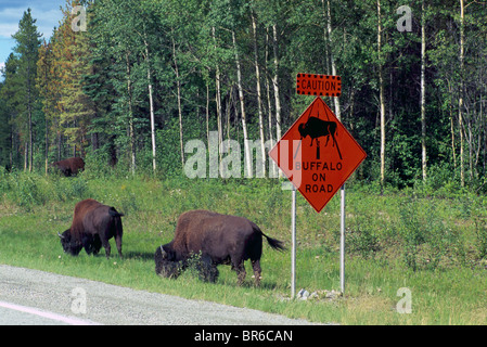 Buffalo (Bison bison) grazing along Alaska Highway, Northern BC, British Columbia, Canada - Wild Animals Stock Photo