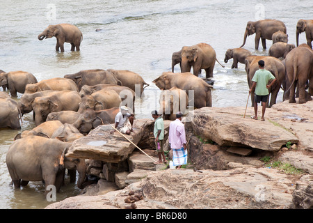 Elephant handlers near The Pinnawela Elephant Orphanage (Sri Lanka) Stock Photo