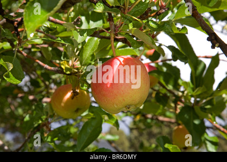 A red apple hanging from a tree in an  Oregon orchard Stock Photo