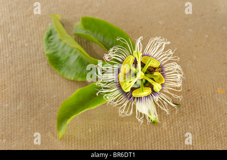 Passion flower (passiflora incarnata) with green leaves Stock Photo