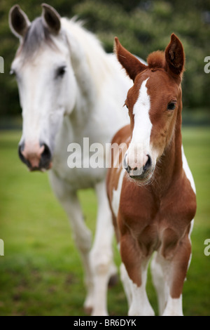 horses field foal mother mare grass horse Stock Photo