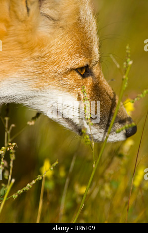 A close up side view portrait of a wild red fox looking away. Stock Photo
