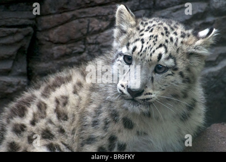 Female snow leopard cub Stock Photo
