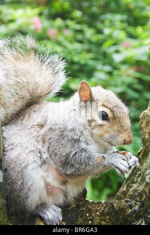 Grey squirrel eating a nut. Stock Photo