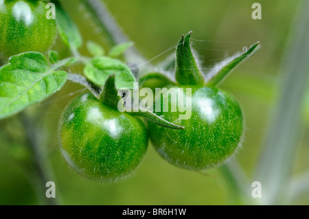 Unripened cherry tomatoes. Stock Photo