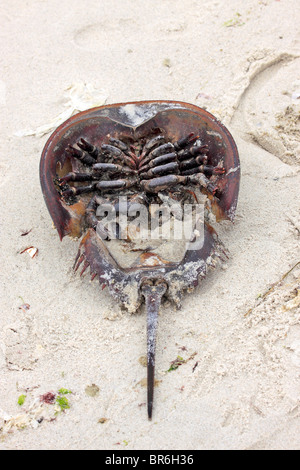 Horseshoe crab shell on the beach Long Island NY Stock Photo