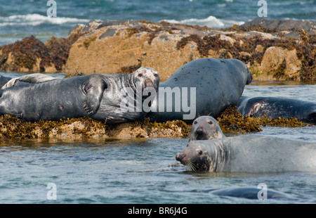 Grey Seals seen in Farne Islands in UK Stock Photo