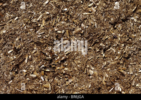 Posidonia algae seaweed dried texture on mediterranean beach shore Stock Photo