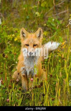 A red fox sitting in a wild grassy meadow Stock Photo