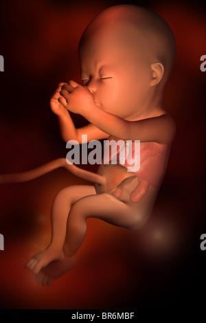 This medical illustration shows a fetus in utero. The ...