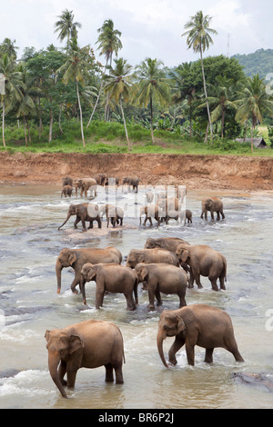 A herd of elephants crossing a shallow river near The Pinnawela Elephant Orphanage in Sri Lanka Stock Photo