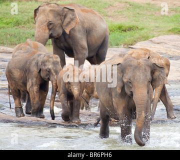 A herd of elephants crossing a shallow river near The Pinnawela Elephant Orphanage in Sri Lanka Stock Photo