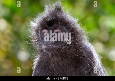 Silvery lutung, Silvery langur, Silvered leaf monkey, Silvery lutung, or Silvered langur. Eyes shut and funny facial expression Stock Photo