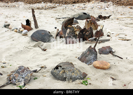 Crab shells on the beach Long Island NY Stock Photo