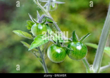 Unripened cherry tomatoes. Stock Photo