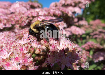 A carpenter bee Xylocopa virginica collecting pollen from an autumn flowering sedum Stock Photo