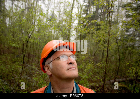 A man looks upwards while standing in the woods and wearing a hard hat on Plum Creek land near Jackman Maine. Stock Photo