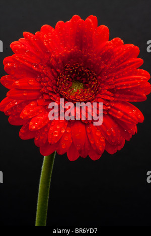 Gerbera Stock Photo
