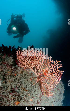 Diver with Warty / Pink sea fan coral {Eunicella verrucosa} Channel Islands, UK. Model Released. Stock Photo