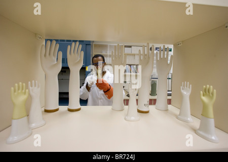 Scientist with the Yulex Corp. makes prototypes of rubber gloves to test different formulations of guayule latex Stock Photo