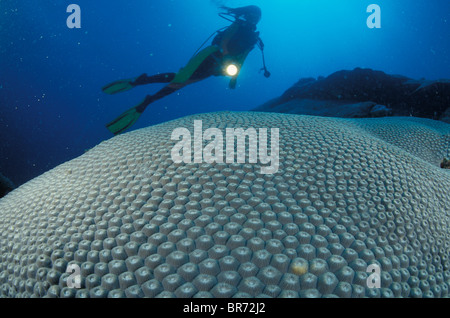 Diver over large madrepora hard coral off Ile des Pins (Isle of Pines), New Caledonia, Melanesia. Stock Photo