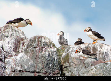 Puffins on rocks in Farne Island, UK Stock Photo