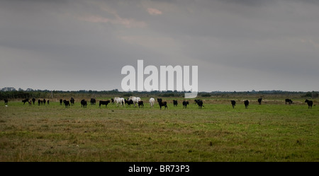 Horses and bulls  in the Camargue park Stock Photo
