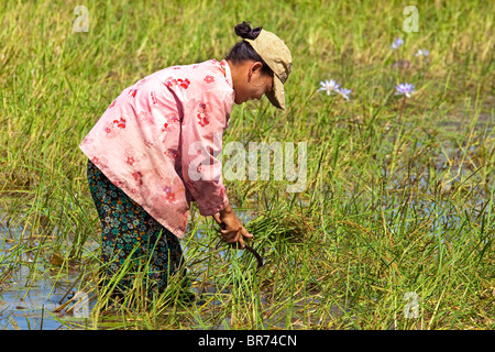 Farming in Cambodia Stock Photo