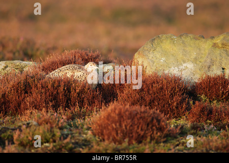 Female common pheasant (Phasianus colchicus) lying among heather in warm light Stock Photo