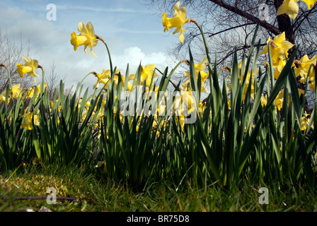 Beneath a sunny sky spring daffodils blooming on the banks of the River Severn in Shrewsbury, Shropshire, England, UK Stock Photo