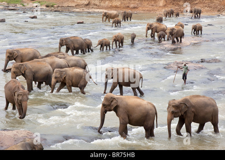 A herd of elephants crossing a shallow river near The Pinnawela Elephant Orphanage in Sri Lanka Stock Photo