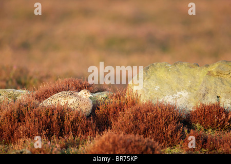 Female common pheasant (Phasianus colchicus) lying among heather in warm light