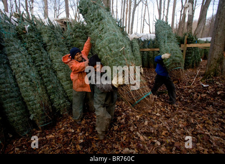 A christmas tree farm in Zionville, North Carolina Stock Photo - Alamy