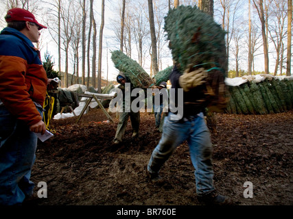 Workers loading trees at a christmas Tree Farm in Zionville North Carolina. Stock Photo