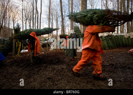 Workers loading trees at a christmas Tree Farm in Zionville North Carolina. Stock Photo