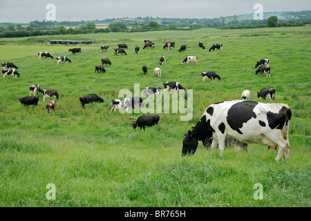 Friesian (Holstein) dairy cows grazing on lush green pasture Stock Photo