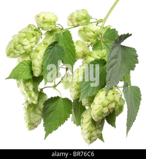 branch of hops on a white background Stock Photo