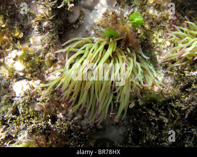 Snakelocks anemone (Anemonia viridis) Stock Photo