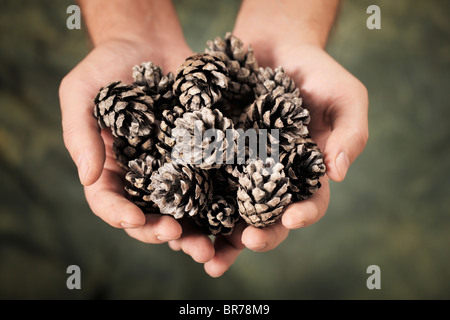 Man holding old pine cones in his hands Stock Photo