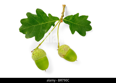 Branch of an oak tree with leaves and acorns on white Stock Photo
