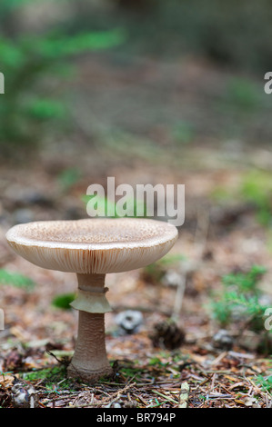Amanita rubescens. The blusher mushroom