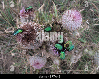 Rose Chafer beetles (Cetonia aurata) Stock Photo