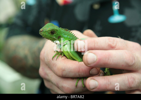 Man holding a young green iguana as a pet. Stock Photo
