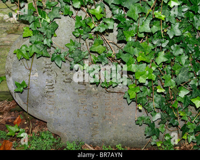 Old grave stone on its side leaning against a wall with ivy growing over it, Padstow, Cornwall, UK Stock Photo