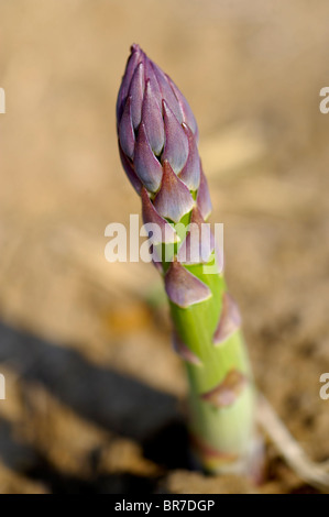fresh asparagus spears growing in a field Stock Photo