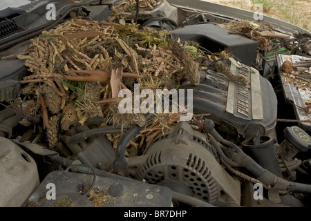 Whitethroated Woodrat (Neotoma albigula) Nest in Truck Engine  - Commonly known as packrats - Sonoran Desert Arizona - USA Stock Photo