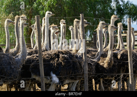 Ostriches at Highgate Ostrich Show Farm, Oudtshoorn, South Africa Stock Photo